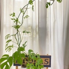 観葉植物、ヒメモンステラ🪴