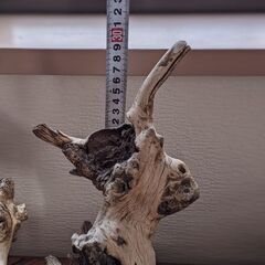 流木、お値下げしました！の画像