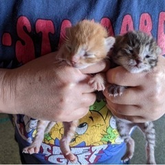 お話中‼️ミルクのねこちゃん２匹