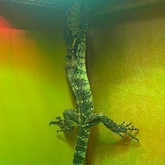 サルバトールモニター