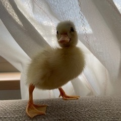 ご家族決まりました！コールダック🐥　 - ペット