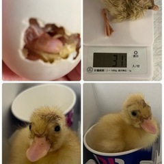 ご家族決まりました！コールダック🐥　 - 川口市