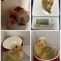 ご家族決まりました！コールダック🐥　の画像