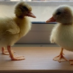 ご家族決まりました！コールダック🐥　 − 埼玉県