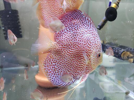 ディスカス　スーパーエラプション