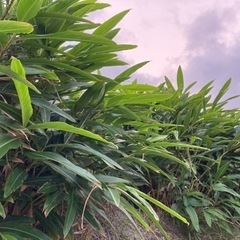 【もらってください】月桃　葉　ムーチー　サンニン