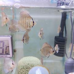 ディスカス 稚魚 スーパーエラプション