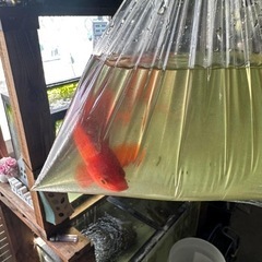 飼えなくなった金魚引き取ります                 ...