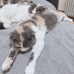 ハニちゃん - 猫