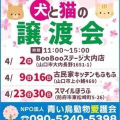 犬と猫の譲渡会、山口市、防府市、4月、里親募集