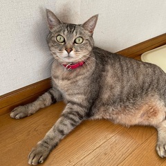 お陰様で優しい家族の一員になれました！見て頂きありがとうございました！