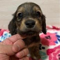 ミニチュアダックスフンド 男の子🥰139000円コミコミ価格