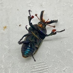 パプアキンイロクワガタ　ワメナ　成虫ペアの画像