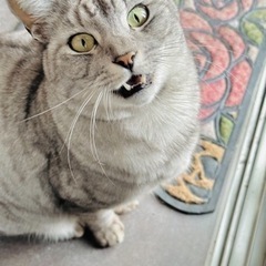 成猫もらってください【急募です】雄､雌いますの画像
