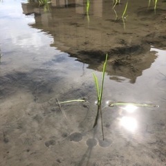 無肥料無農薬お米作り体験の画像