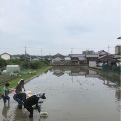 無肥料無農薬お米作り体験の画像