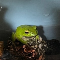 かわいいシュレーゲルアオガエル🐸