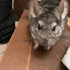 チンチラ　　一時停止いたします。