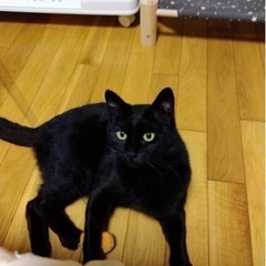 【里親さんが見つかりました】