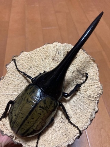 【お取引先様決定】ヘラクレス・ヘラクレス　ペア　新成虫末後食　美形