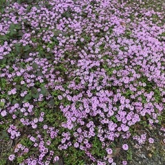 タイム