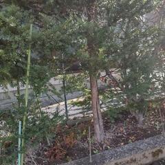 イチイ(庭木)差し上げますの画像