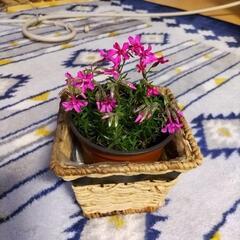 芝桜