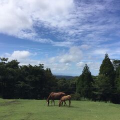国立公園霧島山で馬と一緒に仕事！！　観光乗馬牧場（ホースガイド）の画像
