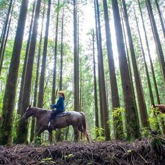 国立公園霧島山で馬と一緒に仕事！！　観光乗馬牧場（ホースガイド）の画像