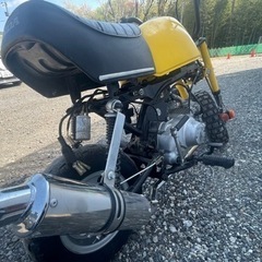 ゴリラ50   Z50Jの画像