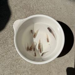 夜桜サファイア めだか 10匹セット