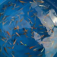 ミジンコ　みじんこ　タマミジンコ　めだか　ブルータイガーパロット　活餌の画像