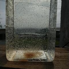 ミジンコ　みじんこ　タマミジンコ　めだか　ブルータイガーパロット　活餌の画像