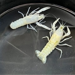 ザリガニの画像