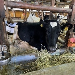 大阪 堺市南区で 牧場のアルバイト募集の画像