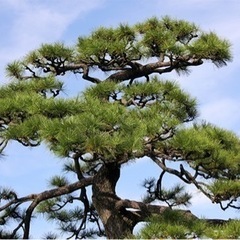 長野県　長野市で造園業を営んでいます！の画像