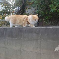 いなくなりました