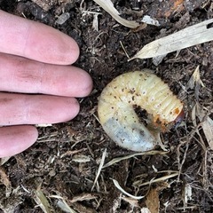 なんの幼虫？