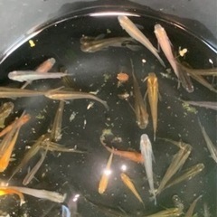 🐟メダカMIX🐟🐠　在庫残り僅か早いもの勝ち😁