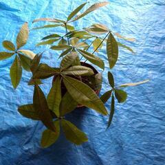 観葉植物お譲りします(無償)の画像