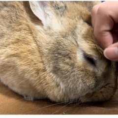 ウサギの里親様を探しています。。