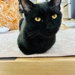 成猫もらってください【急募です】雄､雌います - 猫