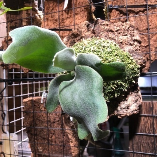 ビカクシダ　5種　追加