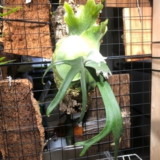 ビカクシダ　5種　追加　2