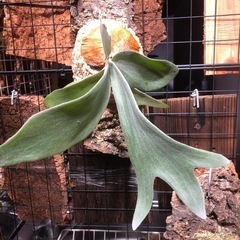 ビカクシダ　5種