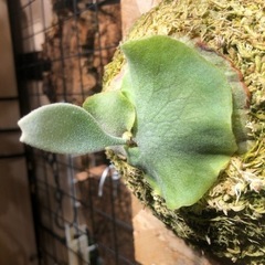 ビカクシダ　5種の画像