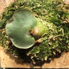 ビカクシダ　5種の画像