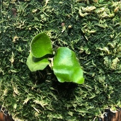 ビカクシダ　5種の画像