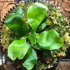 ビカクシダ　5種の画像