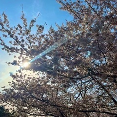 新しい友達作り！お花見しませんか？
